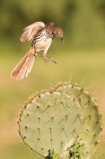 Long-billed Thrasher (Toxostoma longirostre) flying, Texas, USA