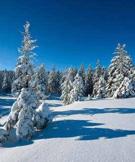 Untouched winter landscape with snow-covered forest under a blue sky near Torfhaus, Harz National