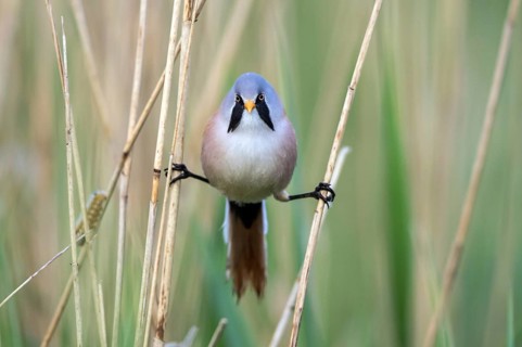 Bearded Reedling (Panurus biarmicus) male perched between reeds, Mecklenburg-Western, Pomerania,
