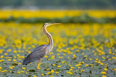 Purple heron (Ardea purpurea) amidst flowering water lilies Hungary