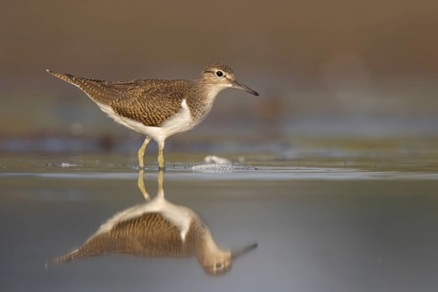 Common Sandpiper (Actitis hypoleucos), North Rhine-Westphalia, Germany