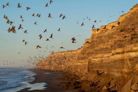 Rock parakeets (Cyanoliseus patagonus), flock in flight along a sandstone cliff on the coast in the