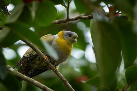 Yellow-footed green pigeon (Treron phoenicopterus) in a banyan tree, Sreepur, Gazipur, bangladesh
