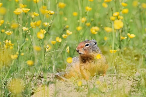 Columbia ground squirrel (Urocitellus columbianus, Spermophilus columbianus) in a flower meadow,