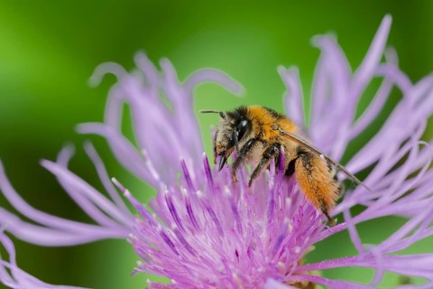 Brown-rumped trouser bee (Dasypoda hirtipes) on knapweed flower, Lower Saxony, Germany