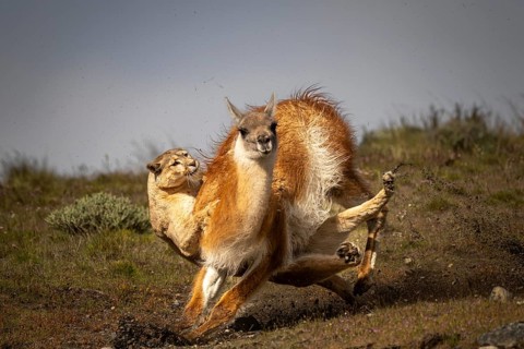 Cougar (Cougar concolor) attacking guanaco (Llama guanicoe) in grass steppe, hunting scene with