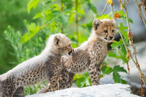 Cheetah (Acinonyx jubatus) youngsters playing with each other, captive, occurrence Africa
