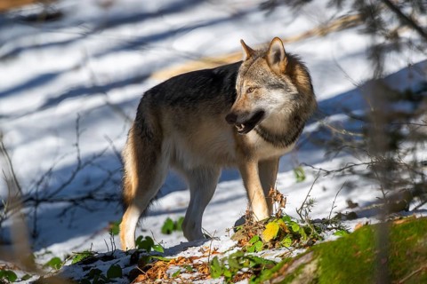 European gray wolf (Canis lupus lupus) standing in a forest in winter, snow, Bavaria, Germany