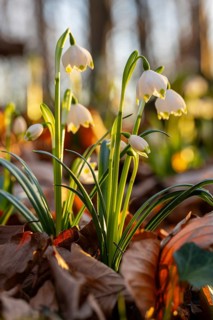 Close-up of blooming spring knotweed (Leucojum vernum), also known as marchflower, in the warm