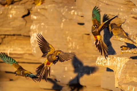 Rock parakeets (Cyanoliseus patagonus) in flight and on sandstone cliffs with breeding burrows,