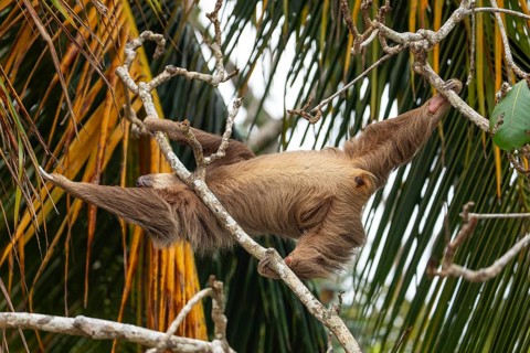 Male two toed sloth reaching and stretching across branches towards a palm frond, showing genitals.