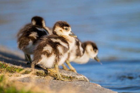 Egyptian goose (Alopochen aegyptiaca) cute chicks on a meadow at the shore of a lake, Bavaria,