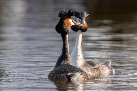 Great Crested Grebe (Podiceps Scalloped ribbonfish) Courtship, Emsland, Lower Saxony, Germany