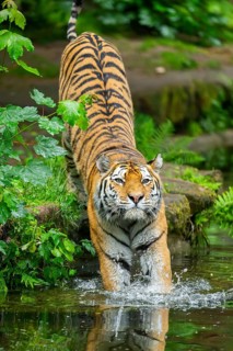 Siberian tiger (Panthera tigris tigris) walking in a lake, captive, Germany