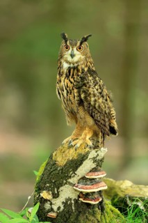 Eurasian Eagle-owl (Bubo bubo), adult, perch, vigilant, in summer, Wisdom, Šumava, Czech Republic