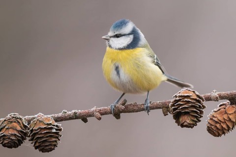 Eurasian Blue Tit (Cyanistes caeruleus) perched on a branch, Lower Saxony, Germany