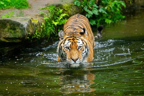 Siberian tiger (Panthera tigris tigris) swimming in a lake, captive, Germany