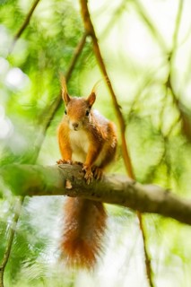 Red squirrel (Sciurus vulgaris) in a forest, Bavaria, Gernany