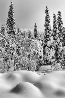 Deep snow-covered forest, Gällivare, Norrbotten, Lapland, Sweden, January 2021