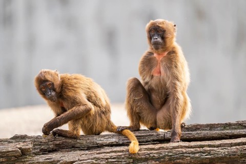 Gelada (Theropithecus gelada) sitting on an old tree trunk beside each other, captive, Germany