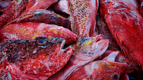 Close-up of red patterned fish, spinyheads (Sebastidae) at a market, Mindelo fish market, Mindelo,