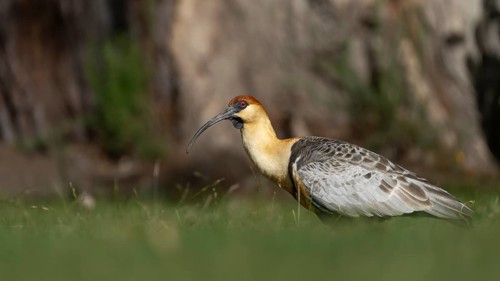 Black-faced Ibis (Theristicus melanopis), adult standing in the grass, side profile, Los Alerces
