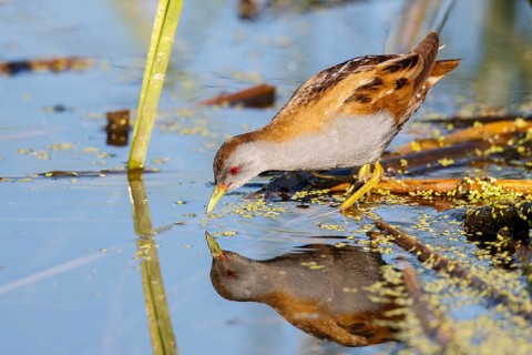 Little Crake (Porzana parva) male foraging, Lesvos, Greece