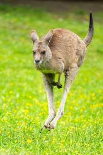 Eastern grey kangaroo (Macropus giganteus) on a meadow, Bavaria, Germany