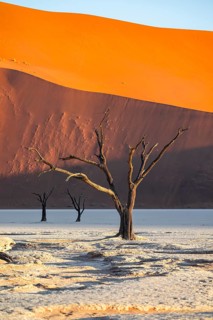 Dead camel thorn trees (Vachellia erioloba), red sand dunes, white salt pan, Dead Vlei, Sossusvlei,