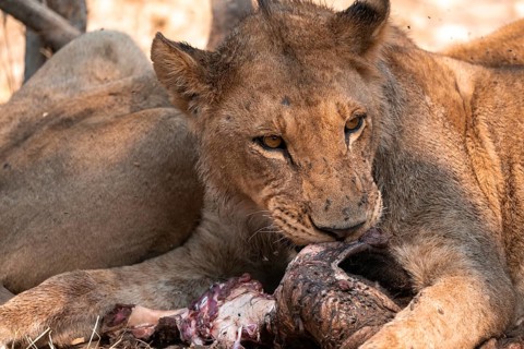 Lion pack with kill, lion (Panthera Leo) eats buffalo, savanna, Moremi Game Reserve, Botswana