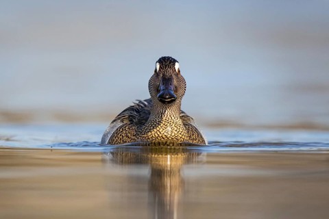Garganey (Spatula querquedula) male, North Rhine-Westphalia, Germany