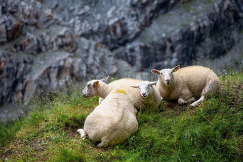 Three sheep (Ovis gmelini aries) sitting in the grass on a steep mountain meadow, Bernese Alps,