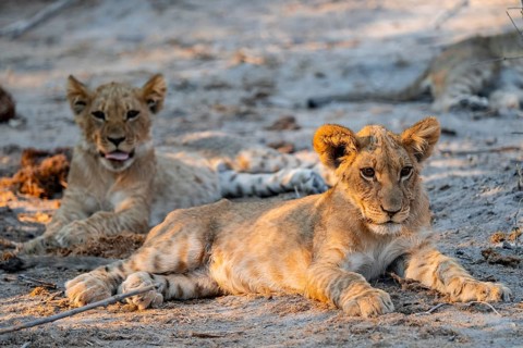Cub, lion (Panthera leo) lying, Savuti, Chobe National Park, Botswana