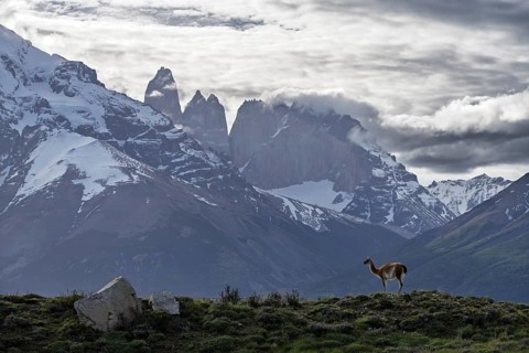 Guanaco (Llama guanicoe) standing on a hill in front of snow-covered granite towers in clouds,