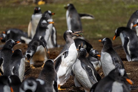 Gentoo penguins (Pygoscelis papua), colony with an animal carrying nesting material in its beak,