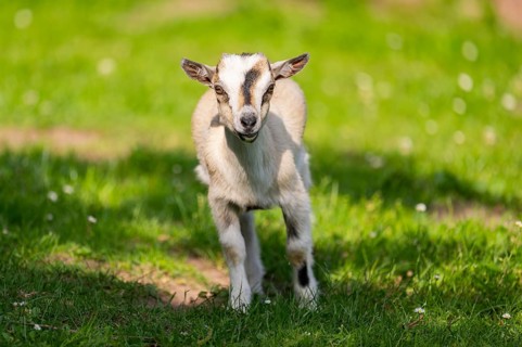 Domestic goat (Capra aegagrus hircus) kid standing on a meadow in spring, Bavaria, Germany