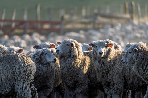 Domestic sheep (Ovis gmelini aries) with thick wool standing in a pen in front of a wooden fence