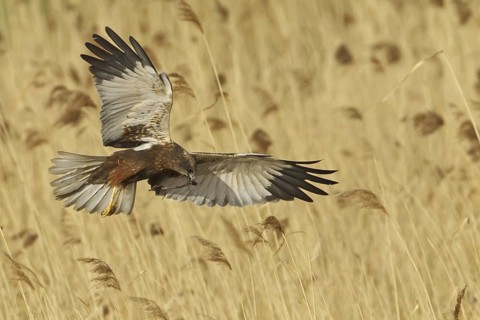 Western Marsh Harrier (Circus aeruginosus) flying, Rhineland-Palatinate, Germany