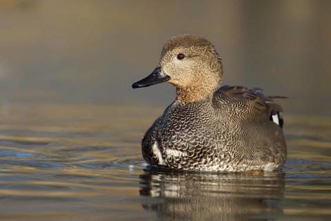 Gadwall duck (Anas strepera) adult male duck on a lake, England, United Kingdom