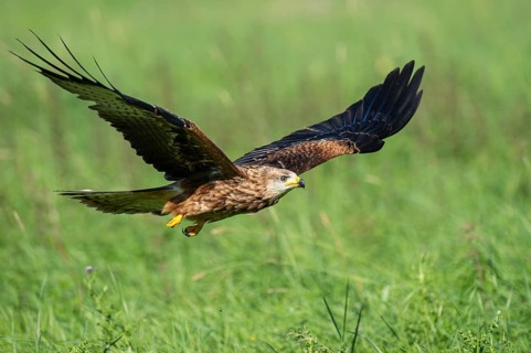 Red kite (Milvus milvus) flying, Gerolstein, Rhineland-Palatinate, Germany