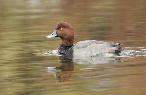 Redhead (Aythya americana) male, British Columbia, Canada