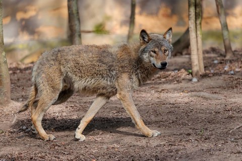 A Eurasian gray wolf (Canis lupus lupus) runs across a dry forest floor. Transylvania, Romania