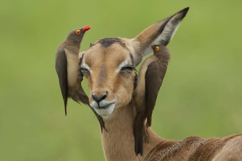 Red-billed Oxpecker (Buphagus erythrorynchus), Mpumalanga, South Africa