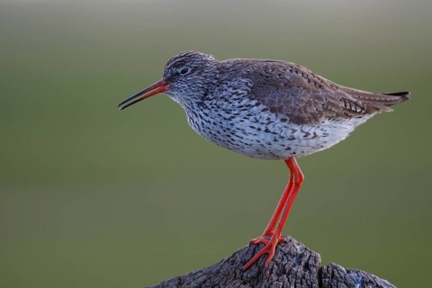 Common Redshank (Tringa totanus) perched on a pale, Netherlands