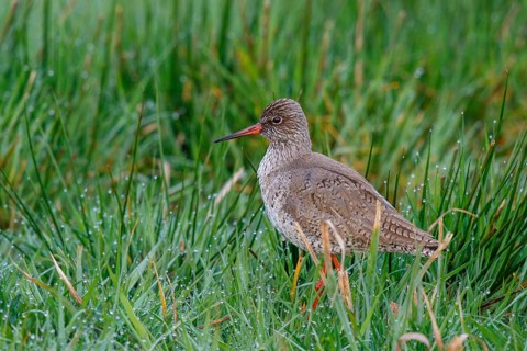 Common Redshank (Tringa totanus), Netherlands
