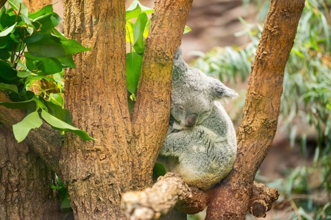 Koala (Phascolarctos cinereus) sitting on a tree, captive, distribution South Australia, Australia,
