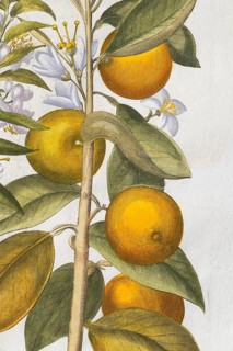 Orange with flowers, hand-coloured copperplate engraving by Basilius Besler, from Hortus