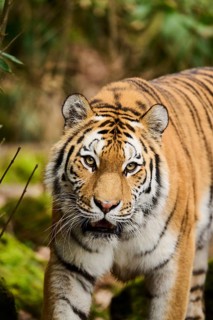 Siberian tiger or Amur tiger (Panthera tigris altaica) portrait, captive, habitat in Russia