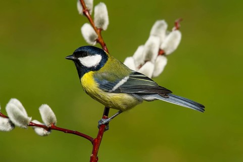 Great Tit (parus major) Great Tit • Baden-Württemberg, Germany, Baden-Württemberg, Federal Republic
