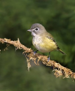 Blue-headed Vireo (Vireo solitarius), Saskatchewan, Canada